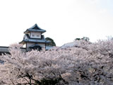 クリックすると金沢城の桜のページにジャンプします