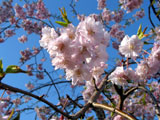 クリックすると伏見川、馬場川の桜のページにジャンプします