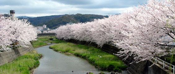 金沢市の南、伏見川の桜