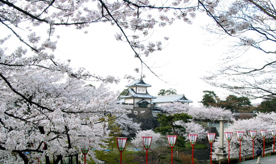 金沢城の桜のページは　こちら　です。