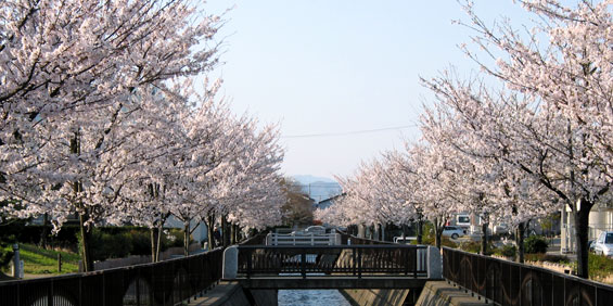 野々市町御経塚、馬場川の桜
